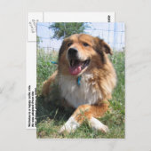 ニコラス ポストカード (正面/裏面)