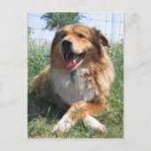 ニコラス ポストカード (正面)