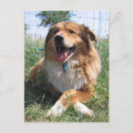 ニコラス ポストカード