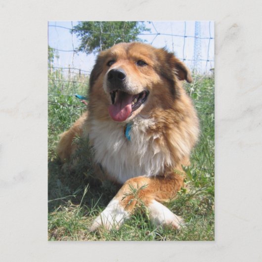 ニコラス ポストカード (正面)