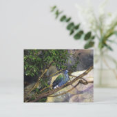 ニコール・ピジョン ポストカード (スタンド正面)