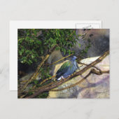 ニコール・ピジョン ポストカード (正面/裏面)