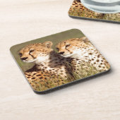 ニゴロンゴロの保護草の中に横たわるチーター コースター (左側)