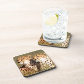 ニゴロンゴロの保護草の中に横たわるチーター コースター (右側)