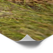 ニゴロンゴロの保護草の中に横たわるチーター ポスター (角)