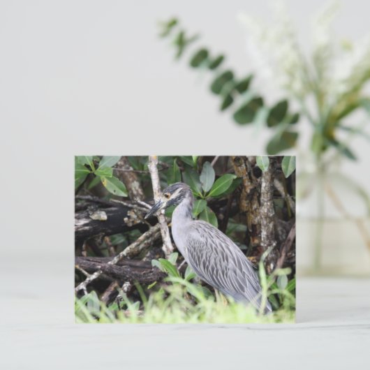 ニサギの黄冠はがき ポストカード (スタンド正面)