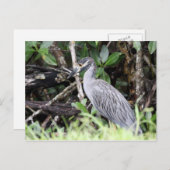 ニサギの黄冠はがき ポストカード (正面/裏面)