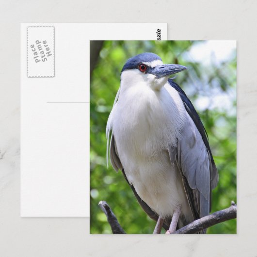 ニサギ ポストカード (正面/裏面)