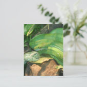 ニシキヘビと白のカエル ポストカード (スタンド正面)