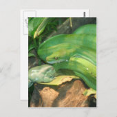 ニシキヘビと白のカエル ポストカード (正面/裏面)