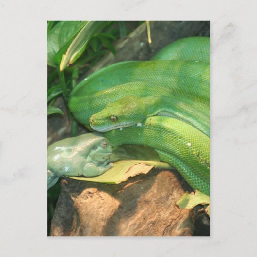ニシキヘビと白のカエル ポストカード (正面)