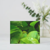 ニシキヘビ ポストカード (スタンド正面)