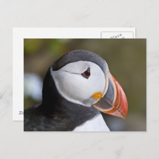 ニシツノメドリ、示されている遠洋の海鳥 ポストカード (正面/裏面)