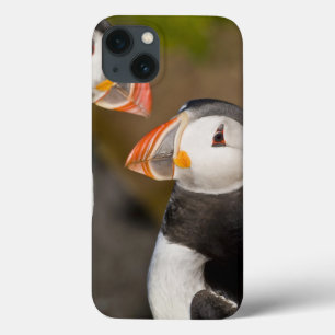 ニシツノメドリ、示されている遠洋の海鳥 iPhone 13ケース