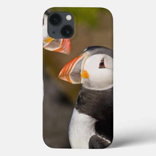 ニシツノメドリ、示されている遠洋の海鳥 Case-Mate iPhoneケース (裏面)