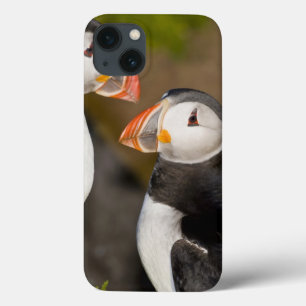 ニシツノメドリ、示されている遠洋の海鳥 iPhone 13ケース