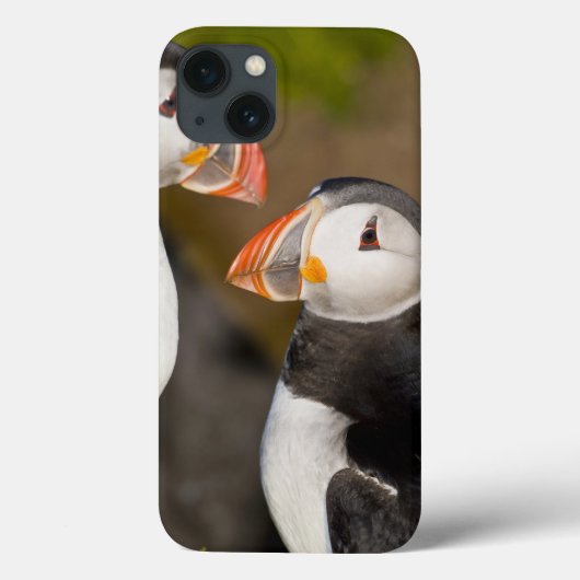 ニシツノメドリ、示されている遠洋の海鳥 Case-Mate iPhoneケース (裏面)