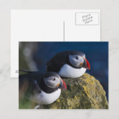 ニシツノメドリ(Fraterculaのarctica) 7 ポストカード (正面/裏面)