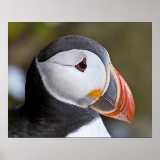 ニシツバメウミスズメ、海洋性の海鳥 ポスター (正面)
