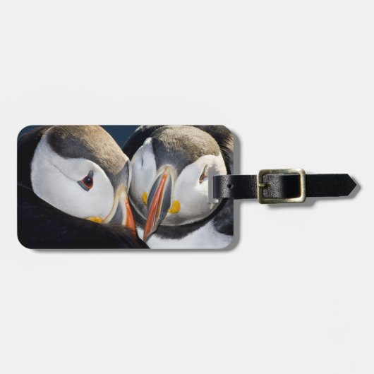 ニシツバメウミスズメ(Atlantic Puffin)、外洋性の海鳥 ラゲッジタグ (正面横)