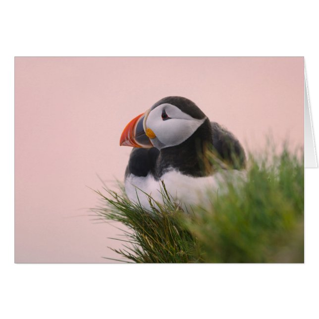 ニシツバメウミスズメ (Fratercula arctica) (正面横)