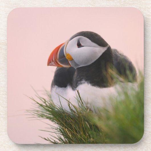 ニシツバメウミスズメ (Fratercula arctica) コースター (正面)