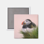 ニシツバメウミスズメ (Fratercula arctica) マグネット (正面/裏面)