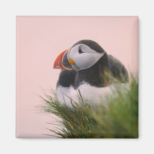 ニシツバメウミスズメ (Fratercula arctica) マグネット (正面)