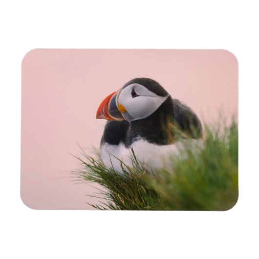 ニシツバメウミスズメ (Fratercula arctica) マグネット (横)