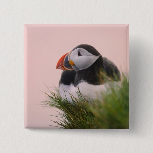 ニシツバメウミスズメ (Fratercula arctica) 缶バッジ (正面)