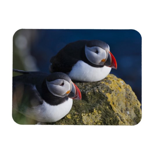 ニシツブシガモドリ (Fratercula arctica) 7 マグネット (横)