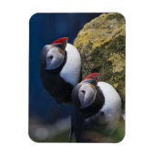 ニシツブシガモドリ (Fratercula arctica) 7 マグネット (縦)