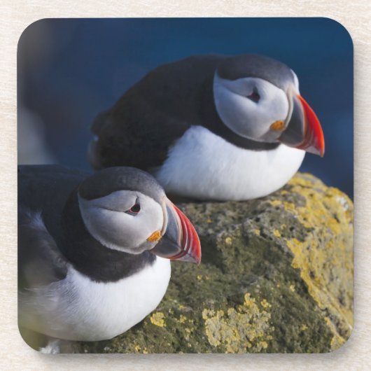 ニシツブシガモメ (Fratercula arctica) 7 コースター (正面)