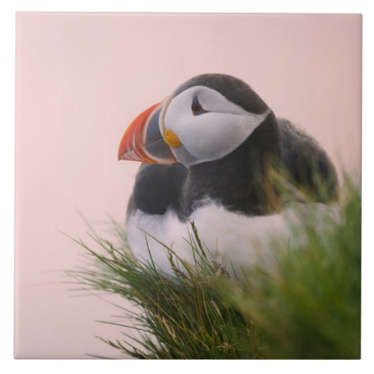 ニシツブシガモ (Fratercula arctica) タイル (正面)