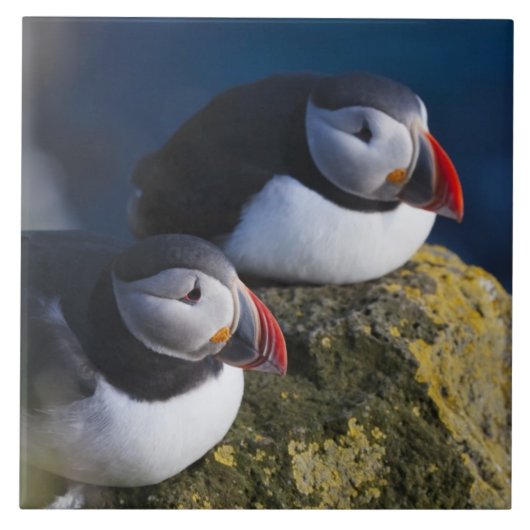 ニシツブシメクラウミバト (Fratercula arctica) 7 タイル (正面)