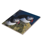 ニシツブシメクラウミバト (Fratercula arctica) 7 タイル (側面)