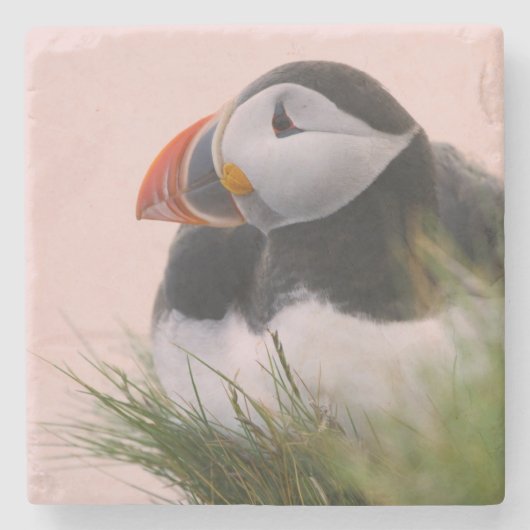 ニシツブッポウソウ (Fratercula arctica) ストーンコースター (正面)