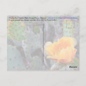 ニシバボサボテンの花/オレンジ/アリゾナUSA ポストカード (裏面)