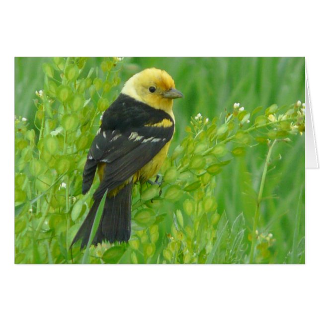 ニシフウキンチョウ (正面横)