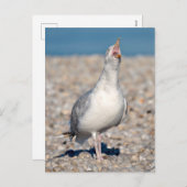 ニシンのカモメが叫び声を上げる シーズンポストカード (正面/裏面)