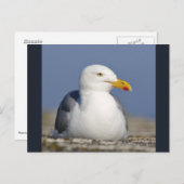 ニシンのカモメが壁に横たわっている ポストカード (正面/裏面)