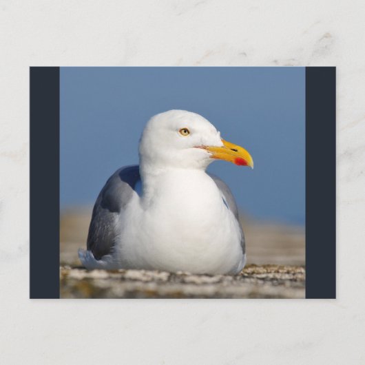 ニシンのカモメが壁に横たわっている ポストカード (正面)