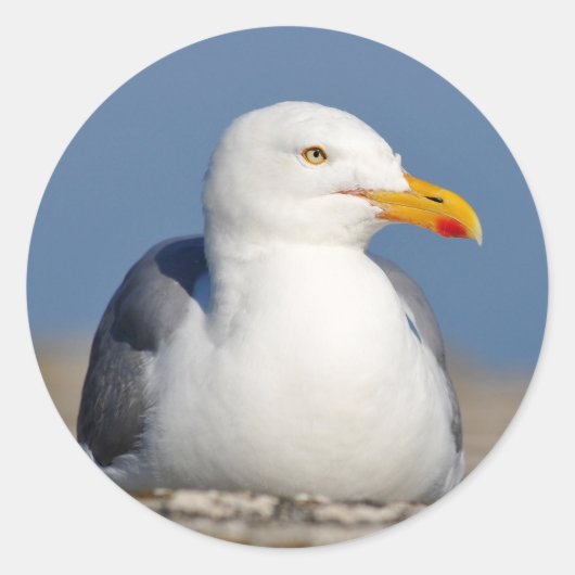 ニシンのカモメが壁に横たわっている ラウンドシール (正面)