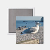 ニシンのカモメが木製のフェンスに止まっていた マグネット (正面/裏面)