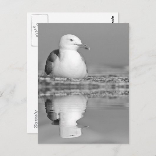 ニシンのカモメで水に大きく反射 ポストカード (正面/裏面)