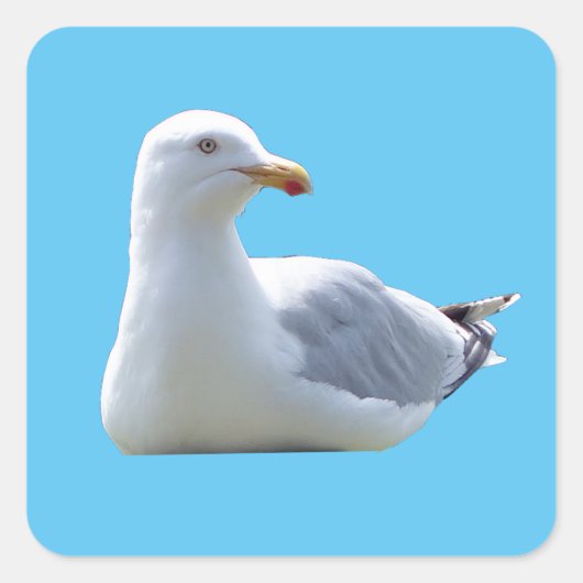 ニシンのカモメ日光浴 スクエアシール (正面)