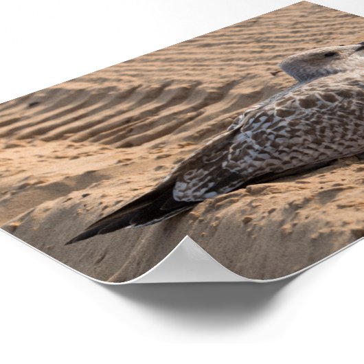 ニシンの幼鳥 ポスター (角)