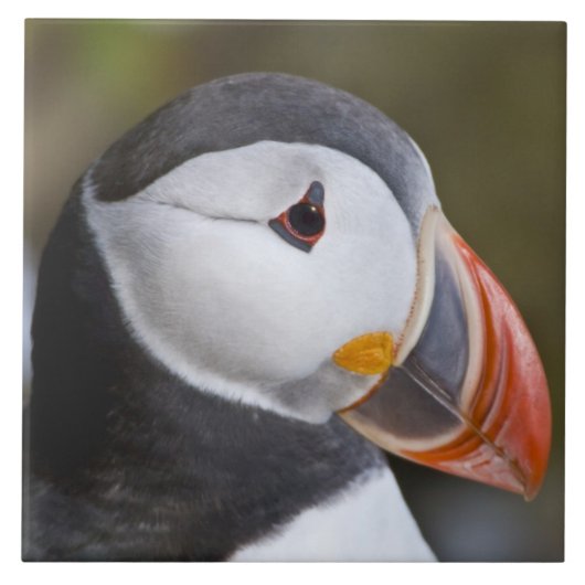 ニシンの海鳥、オオハシウミガラス タイル (正面)