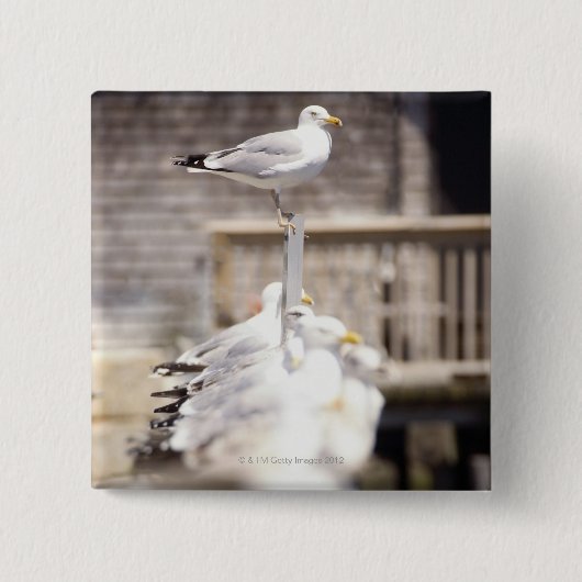 ニシンの群れ 缶バッジ (正面)