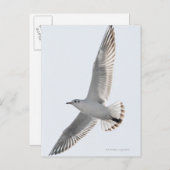 ニシン飛んでいるカル ポストカード (正面/裏面)